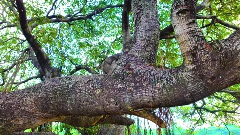Banyan Tree - Branch Video stock 262208023
