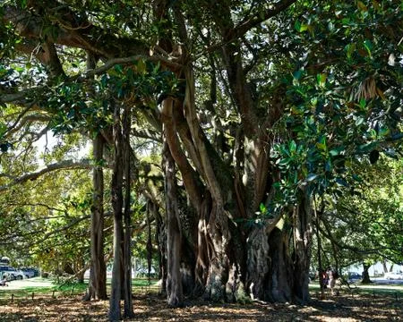 A Banyan tree called Albert, Devonport, New Zealand. Stock Photos