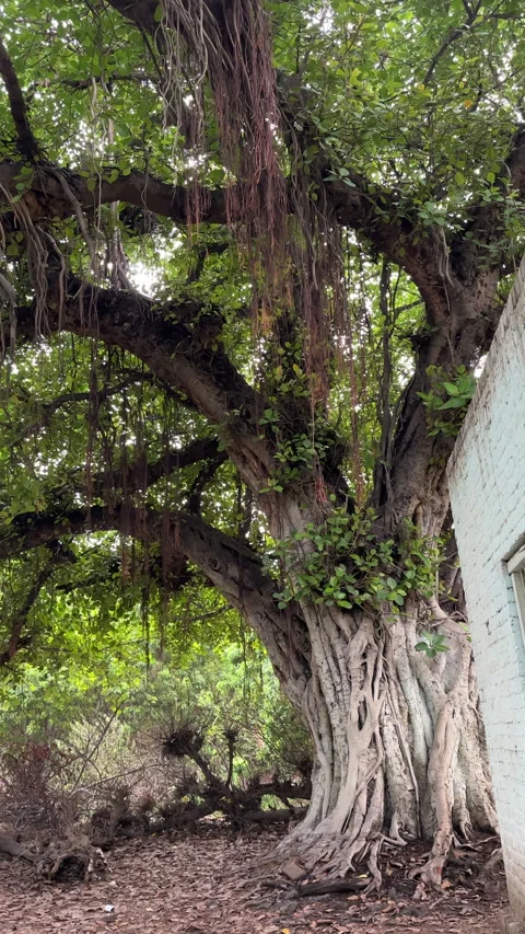 Banyan Tree Canopy with Aerial Roots Video stock 337653385
