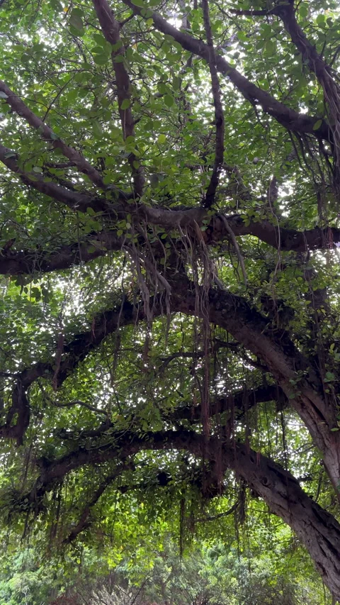 Banyan Tree Canopy with Thick Branches 스톡 동영상 337661331