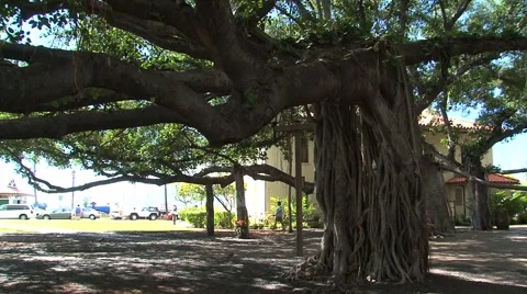 Banyan Tree in Courthouse Square. Maui, Hawaii Stock Footage 936239
