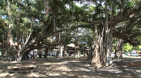  Banyan Tree in Courthouse Square. Maui, Hawaii Stock Footage 937214