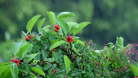 BANYAN TREE DETAIL IN RAIN Stock Footage 250360103