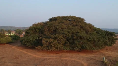 Banyan Tree Drone Zoom Out Shot Stock Footage 130669474