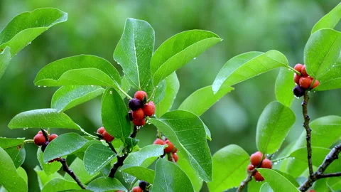 BANYAN TREE EXTREME CLOSE UP Stock Footage 250358493