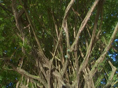 Banyan Tree Stock-Footage 22243697