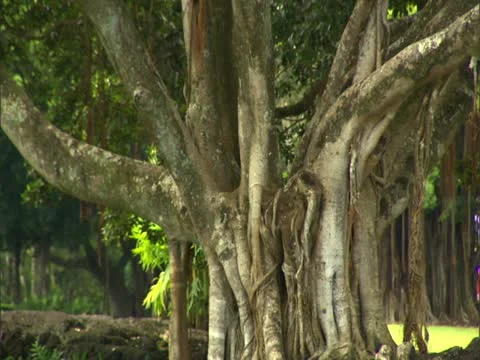 Banyan Tree 스톡 동영상 22243698