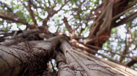 Banyan tree Stock Footage 26382081