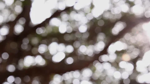 Banyan tree Stock Footage 26382221