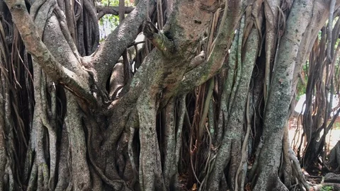 A Banyan tree Stock Footage 100820457