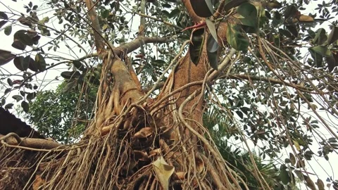 Banyan Tree Video stock 152423639