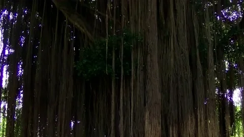Banyan Tree Stock Footage 168081855