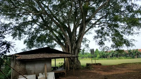 Banyan Tree Stock-Footage 210372221