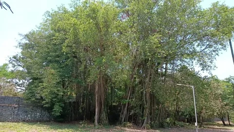 Banyan tree Stock Footage 273135013