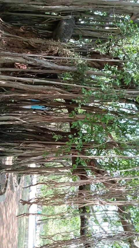 Banyan tree Stock Footage 273135014