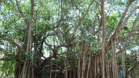 Banyan tree Stock Footage 273135015