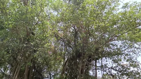 Banyan tree Stock Footage 273135024