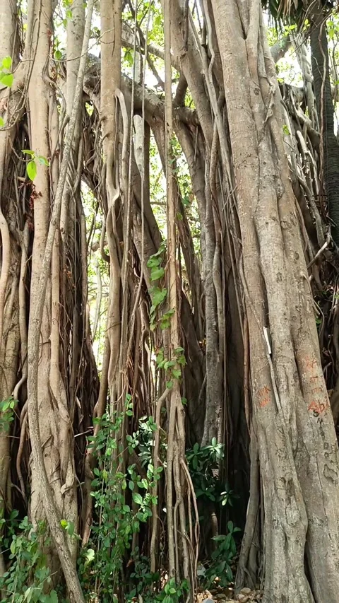 Banyan tree Stock Footage 273135025