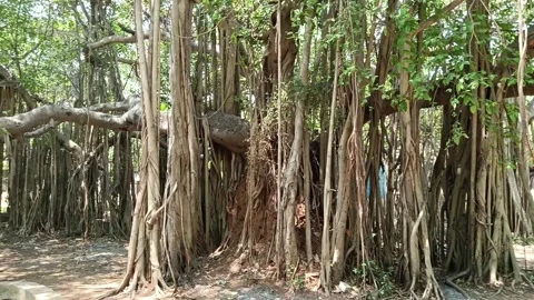 Banyan tree Stock Footage 273135026