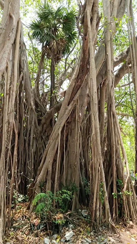 Banyan tree Stock Footage 273135032
