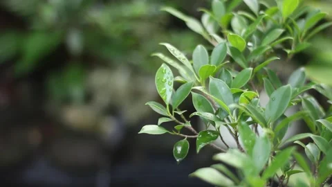 Banyan Tree. Stock Footage 273468626