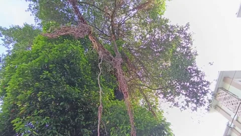 The banyan tree Stock-Footage 309871607