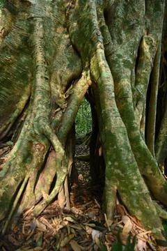 Banyan tree in the forest Stock Photos