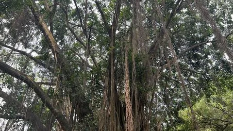 Banyan tree in the forest Foto stock
