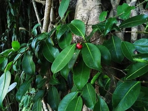 Banyan tree fruit Stock Photos