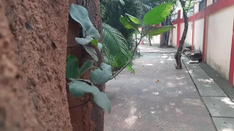 Banyan tree growing on another  tree trunk Stock Footage 296542315