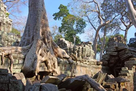 Banyan tree growing over angkor temple Stock Photos