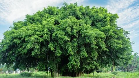 A banyan tree that grows large in a yard Foto stock