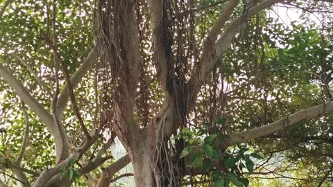 Banyan Tree with Hanging Aerial Roots in Soft Light Stock Footage 323301679
