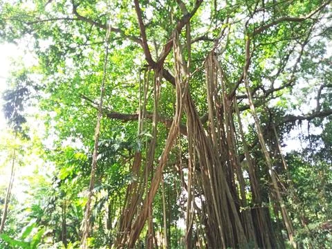 Banyan tree with hanging roots Stock Photos