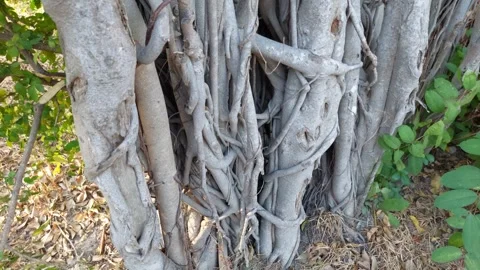 The banyan tree has hanging roots. Stock Footage 261662066