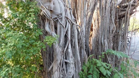 The banyan tree has many roots. Stock-Footage 261641135