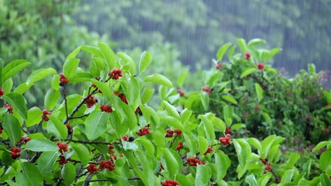 BANYAN TREE IN HEAVY RAIN Stock-Footage 250358567