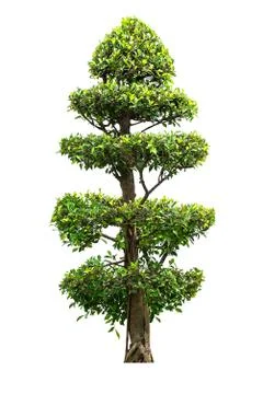 Banyan tree isolated Stock Photos