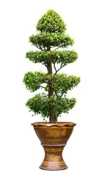 Banyan tree isolated Stock Photos