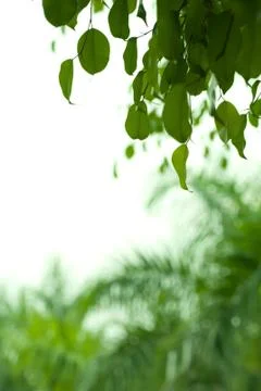  	banyan tree leaf isolated on white background Stock-Fotos