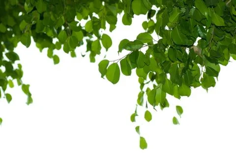 Banyan tree leaf 스톡 사진