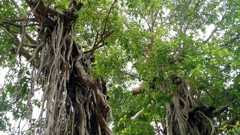 Banyan tree &amp; Leaves Stock Footage 111438545