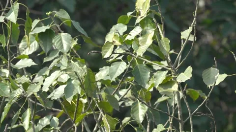 Banyan Tree Leaves Swaying in the Wind, 4K Video Stock Footage 297250435