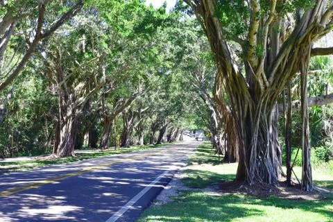 Banyan Tree Lined Roadway Stock Photos