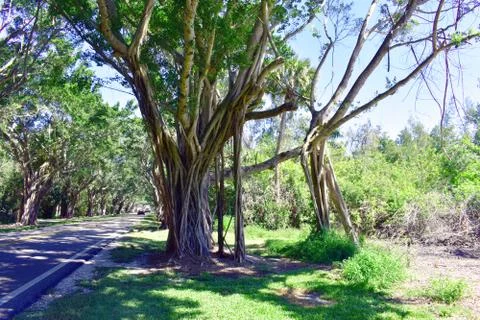 Banyan Tree Lined Roadway Stock Photos