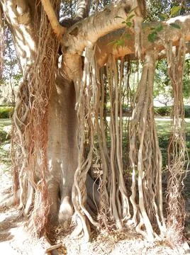 Banyan tree with many trunks, selective focus Foto stock