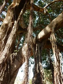 Banyan tree with many trunks, selective focus Stock Photos