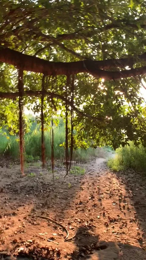 Banyan tree near a river in Bagan Stock Footage 343736136