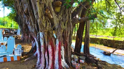 Banyan Tree Near a River Stock Footage 263882508