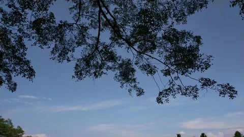 Banyan tree or binomial name (Ficus benjamina) Stock Footage 209239816